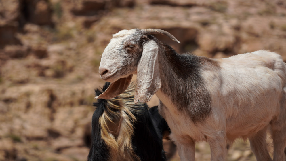 ماعز. (istockphoto)