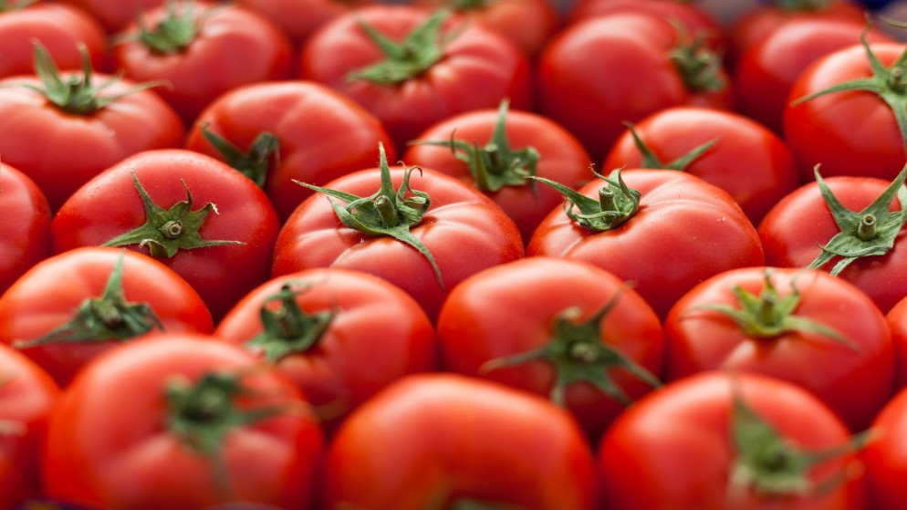 صورة توضيحية لمحصول البندورة. (istockphoto)