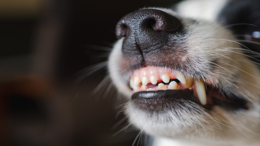صورة توضيحية لكلب مفترس. (istockphoto)