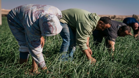  الزراعة في عهد الملك… دعم للأمن الغذائي ورفع إنتاجية القطاع 