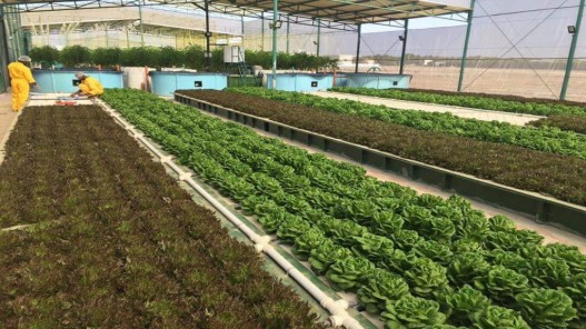  البنك الدولي يدرس تمديد مشروع استكشاف أساليب الزراعة عالية القيمة في الأردن 6 أشهر 