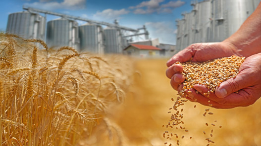 "الصوامع: المخزون الاستراتيجي من القمح يكفي 10 أشهر والشعير 8 أشهر