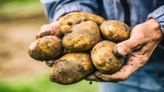 تحذير من "انخفاض كبير" في محصول البطاطا المحلية بسبب مرض "اللفحة"