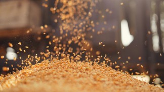 تخفيض أسعار القمح والطحين لشهر آذار الحالي