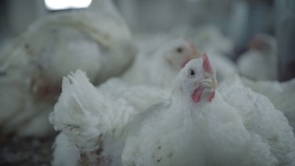 شكاوى من نقص الدجاج في السوق ووزارة الصناعة تؤكد متابعتها