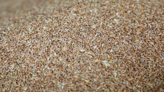 القمح الأوروبي قرب ذروة 3 أسابيع مع تراجع آمال سلام أوكرانيا 