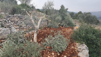 مستوطنون يقتلعون 500 شجرة ويعتدون على الممتلكات جنوبي الخليل