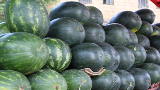 أمانة عمّان تبدأ باستقبال طلبات منح تصاريح بيع البطيخ والشمام