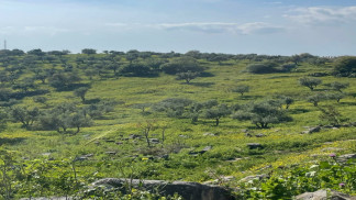 زراعة المزار الشمالي: الهطل المطري وتوزيعه الزمني والجغرافي يدعم القطاع