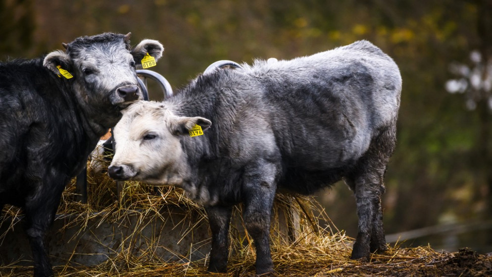 بقرتان من سلالة أبقار زرقاء في سيرولي التابعة لحديقة حيوان ريغا في كالفيني في لاتفيا، 13 تشرين الثاني/نوفمبر 2021. (أ ف ب)