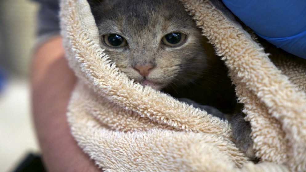 قطة بين يدي موظف في مأوى للحيوانات في واشنطن، 15 تشرين الأول/أكتوبر 2021. (أ ف ب)