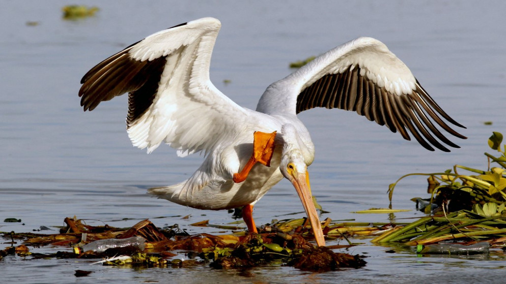 بلدة مكسيكية تأمل أن تساهم طيور البجع المهاجرة في إنعاش السياحة