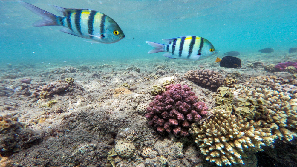 أسماك تسبح بجوار الشعاب المرجانية قبالة منطقة غوص على طول الساحل الجنوبي للبحر الأحمر في مصر. 15/09/2022. (خالد دسوقي / أ ف ب)