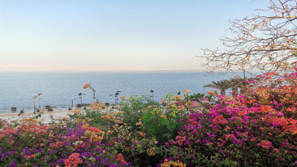 أزهار متنوعة يظهر خلفها شاطئ البحر الميت في منطقة سويمة. (المملكة)