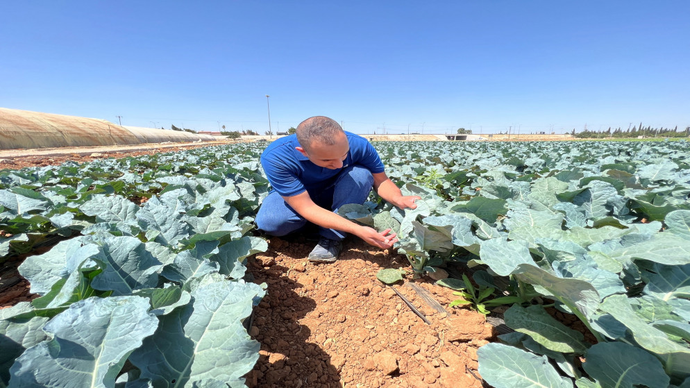المهندس الزراعي صهيب عياد خلال تفقده المنتجات الزراعية المحلية داخل مزرعة في عمّان. 31/07/2022. (رويترز)