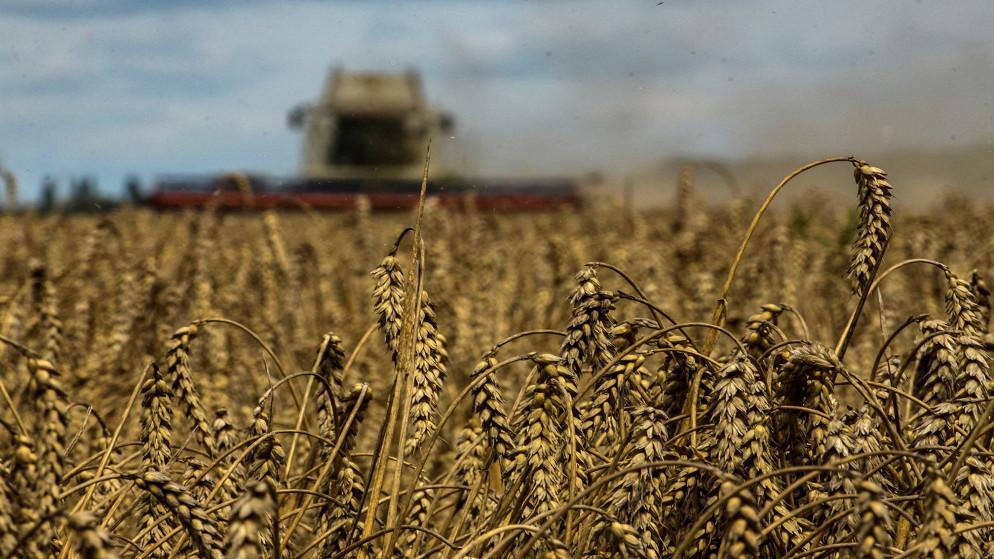 حصاد محصول قمح في حقل بالقرب من قرية زغوريفكا في أوكرانيا، 9 آب 2022. (رويترز)