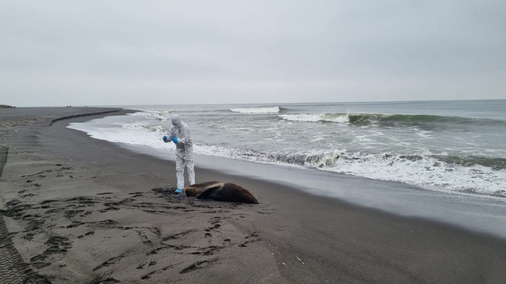 أخذ عينات من أسد البحر الميت النافق على شاطئ ماغالانيس في تشيلي، 25 أيار 2023. (أ ف ب)