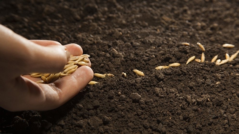 بذور القمح. (istockphoto)