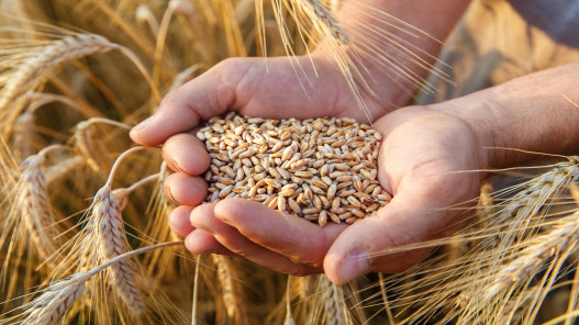  مخزون القمح في الأردن يكفي لـ8 شهور والمملكة تستورد 95% من احتياجاتها منه 