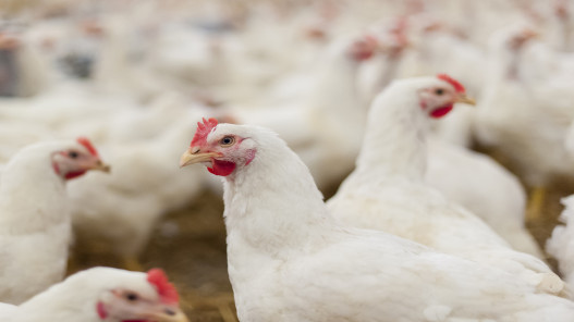 جمعية حماية المستهلك تدعو إلى زيادة الرقابة على محال بيع الدجاج