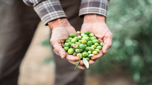  انخفاض كمية إنتاج الزيتون الداخل إلى المعاصر بنسبة 24% 