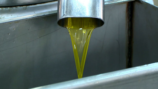  وزارة الزراعة: لم تُسجل حالات غش داخل مهرجان الزيتون الوطني 