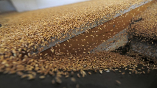  متعاملون: الأردن يشتري نحو 60 ألف طن من القمح في مناقصة 