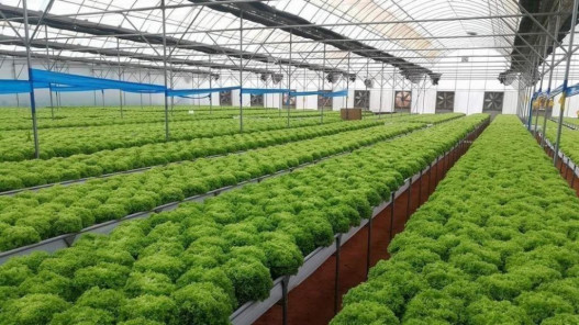  مذكرة تفاهم لدعم الاستثمار في الصناعات الزراعية التنموية في الأغوار الجنوبية 