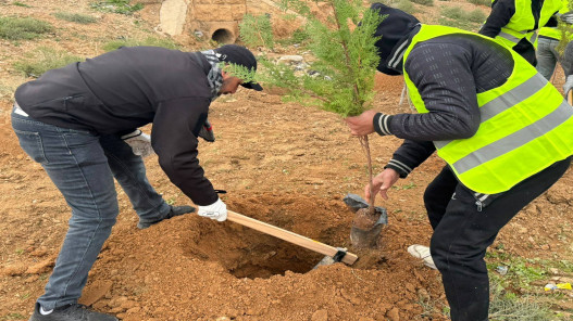  100 بلدية تزرع نحو 70 ألف شجرة ضمن حملة التشجير والتخضير خلال يوم 