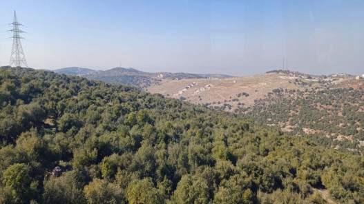  دعوات لتعزيز الوعي المجتمعي لحماية الثروة الحرجية في عجلون 