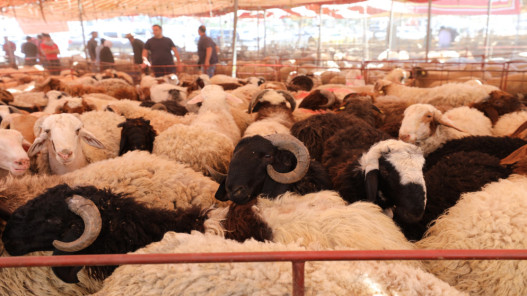  رئيس جمعية تربية المواشي يتوقع انخفاض أسعار اللحوم خلال الأيام المقبلة 