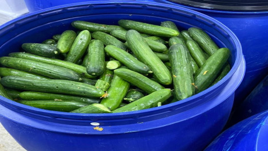  "الغذاء والدواء" تغلق مشغل مخللات غير مرخص في الزرقاء 