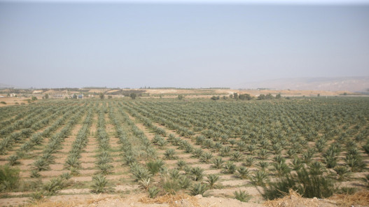  وزير الزراعة: 61% نسبة الاكتفاء الذاتي من المحاصيل الزراعية 