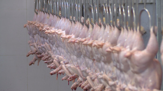  وزارة الزراعة: أسعار الدواجن في الأردن من الأقل على مستوى الإقليم 