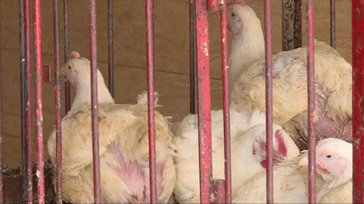  "مستثمرو الدواجن": لا ارتفاع على أسعار الدواجن في الأسواق 