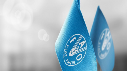  الفاو: أسعار الغذاء العالمية واصلت الارتفاع في آذار 