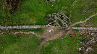 حزن في بريطانيا بسبب قَطع متعمد لشجرة شهيرة عمرها 200 عام