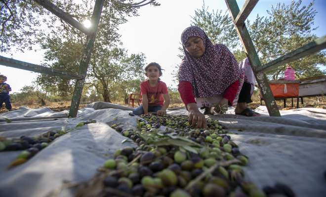 موسم قطف وعصر الزيتون في الأردن